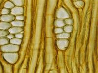 Tangential section