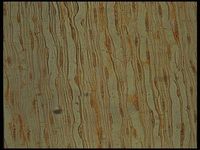 Tangential section