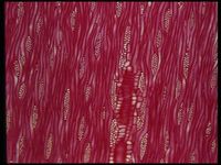 Tangential section