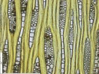 Tangential section