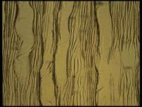 Tangential section