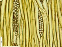 Tangential section