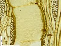 Tangential section