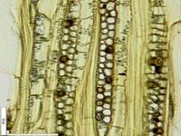 Tangential section