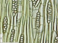 Tangential section