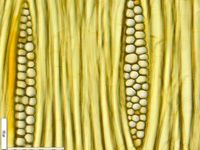 Tangential section