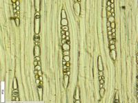 Tangential section