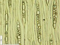 Tangential section