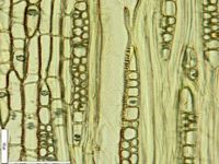 Tangential section