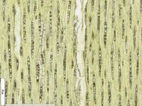 Tangential section