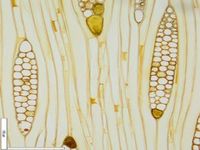 Tangential section