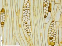 Tangential section