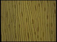 Tangential section