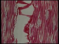 Tangential section