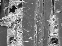 Tangential section