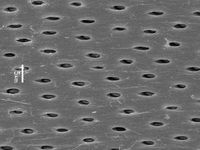 Tangential section