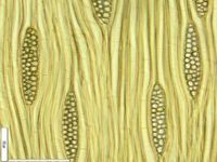 Tangential section