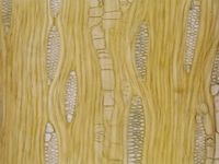 Tangential section