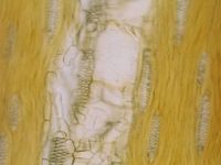 Tangential section