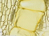 Tangential section