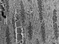 Tangential section