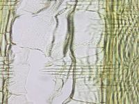 Radial section