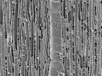 Tangential section