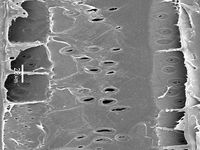 Tangential section