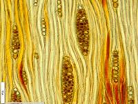 Tangential section