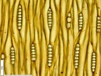 Tangential section