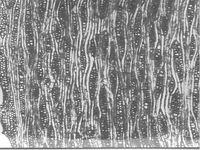 Tangential section