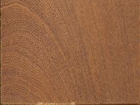Transversal view of wood
