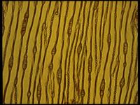 Tangential section