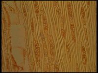 Tangential section