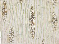 Tangential section