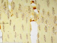 Tangential section