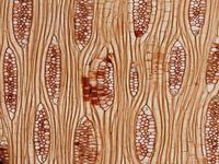 Tangential section