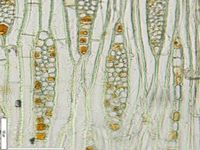 Tangential section