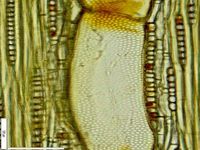 Tangential section