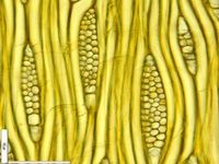 Tangential section