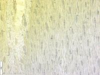 Tangential section