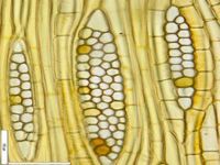 Tangential section