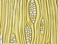 Tangential section