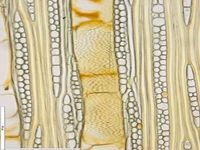 Tangential section