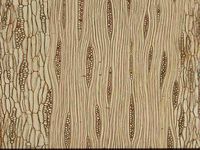 Tangential section