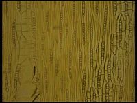 Tangential section