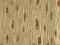 Tangential section