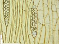 Tangential section