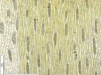 Tangential section