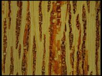 Tangential section